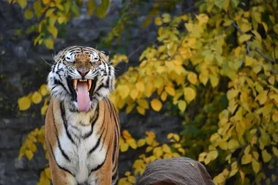Пасть тигра - 72 фото