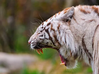 Амурский тигр оскал - 72 фото