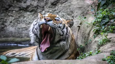 Маска Тигр, открытая пасть (латекс)