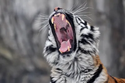 Толстовка Свитшот Пасть тигра» | Заказать, Купить в интернет магазине  Просто Марка - Просто Марка