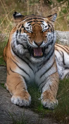 белый тигр облизывает свою пасть Фото Фон И картинка для бесплатной  загрузки - Pngtree
