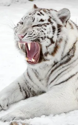 Силиконовая подвижная пасть хищника на примере пасти тигра (Екатерина  Сосина)