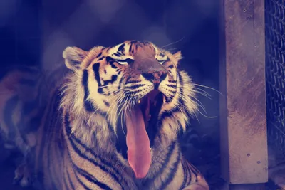 Челюсти тигра. стоковое фото. изображение насчитывающей клык - 213885174
