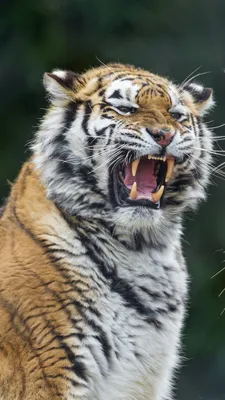 Картина на холсте \"тигр оскал свирепый тигра пасть животные\" 60x80  интерьерная картина в комнату на стену в спальню - купить по низкой цене в  интернет-магазине OZON (624242974)