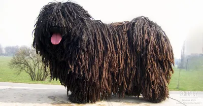 Пули (Hungarian Puli) (Породы собак) венгерская пастушья собака, пастушьи  породы собак, пастушья порода, горная собака, венгерская овчарка,  венгерские овчарки, венгерский пули Энциклопедия о животных EGIDA.BY