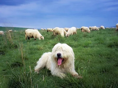 Чешская пастушья собака — Википедия