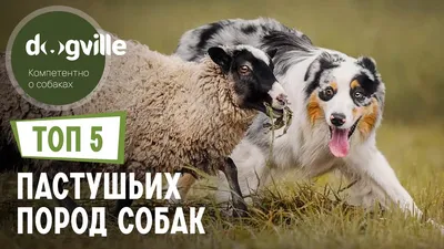 Пастушьи породы собак - Kisapes.ru