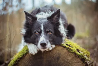 Лучшие охотничьи породы собак: названия, фото, описание, отзывы кинологов