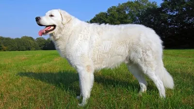 Активные породы собак | VMersine.com