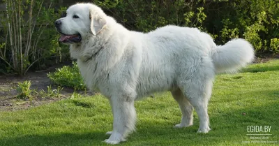 Бельгийское Groenendael пастушьи породы собак Стоковое Изображение -  изображение насчитывающей собака, бежать: 214650471