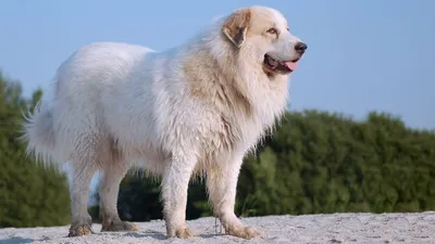 Самые лохматые породы собак | ЗверЮга - мир животных | Дзен