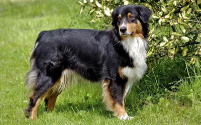 Польская подгалянская овчарка (Tatra Mountain Sheepdog) (Породы собак) пастушья  порода, горная собака, польская овчарка, польские подгалянские овчарки,  польская овчарка фото, польская овчарка купить, пастушьи породы собак  Энциклопедия о животных EGIDA.BY