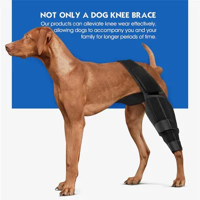 Вывих коленной чашечки (надколенника) у собак: симптомы, лечение
