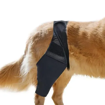 Бандаж на колено для собак, поддержка спины и ног, Luxating Patella,  распятие, связывание, растяжение, травмы | AliExpress