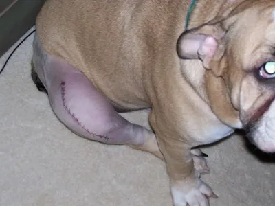 Коленный бандаж для собак, повязка на колено для поддержки спины и ног,  Luxating Patella, распятие, связывание, растяжение, травмы от нагрузки |  AliExpress