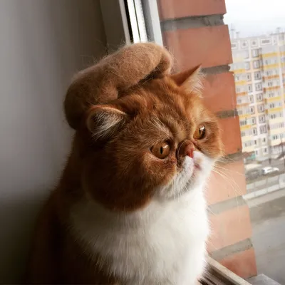 Грустный кот из России покорил интернет