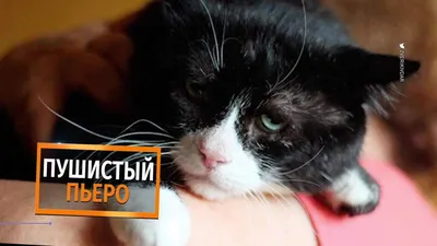 Самый грустный кот в мире | cat`street | Дзен