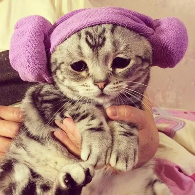 Грустный кот Степан стал актуальным мемом в соцсетях (видео) - Новости  Mail.ru