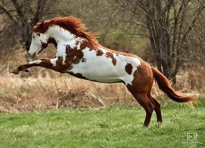 Пегая лошадь - 70 фото