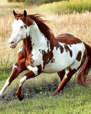Пегая лошадь лошади в загоне Стоковое Фото - изображение насчитывающей  лошадь, головка: 101826348