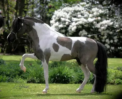 Пегая лошадь щипает траву на лугу…» — создано в Шедевруме