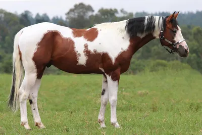 Пегий конь: описание и фото пегих лошадей