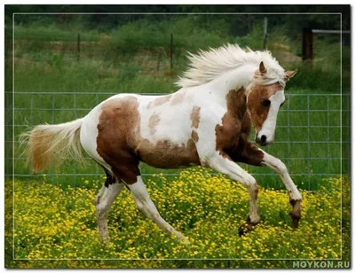 Пегая масть лошадей - Мой Конь