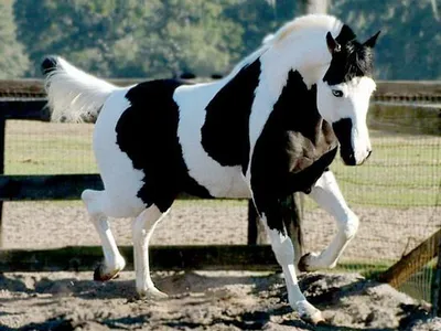 Фигурка Пегая лошадь Papo 51094 - купить с доставкой по выгодным ценам в  интернет-магазине OZON (743887393)