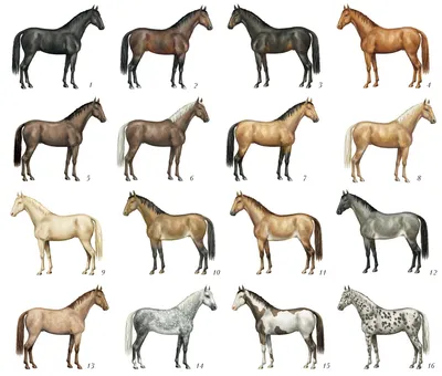 Пегая масть лошади: окраски тобиано и оверо, фото, описание, характеристика
