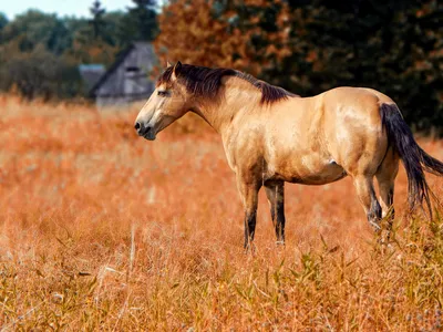 Пегая лошадь пася в луге стоковое изображение. изображение насчитывающей  сезон - 146424961