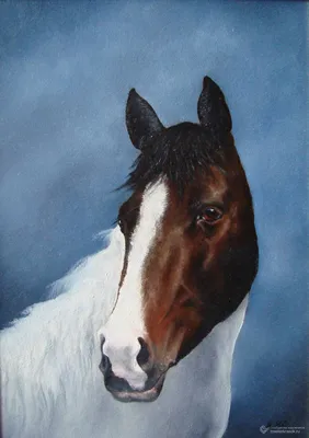 Лошадь картина, пегая лошадь, лошадь бежит, лошадь коричневая с белым |  Horses, Horse art, Zebras