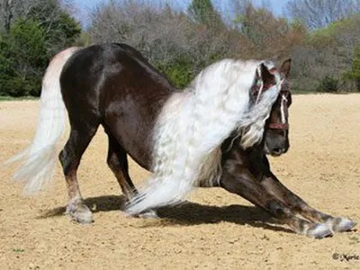 рябая лошадь фотография Stock | Adobe Stock
