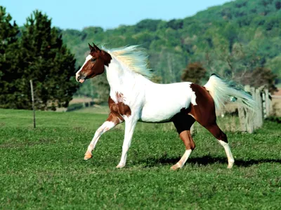 Пегая лошадь лошади в загоне Стоковое Изображение - изображение  насчитывающей стоять, снаружи: 101826331