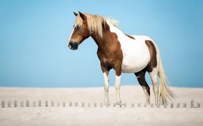 Пегая лошадь в лесу» — создано в Шедевруме
