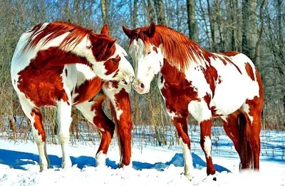 Пегая лошадь - 70 фото