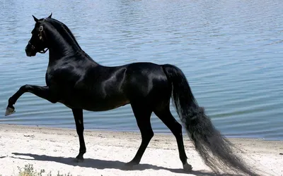 Пегая лошадь в тумане на поле» — создано в Шедевруме