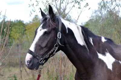 Лошадь, покрашенная пегая лошадь Стоковое Фото - изображение насчитывающей  никто, поле: 92199786