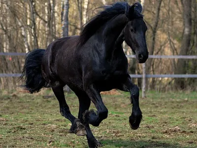 Красивая пегая лошадь в Ирландии Стоковое Фото - изображение насчитывающей  ноги, зеленый: 144180918