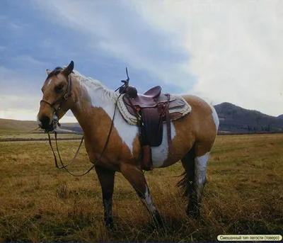 Horse colours. Масти лошадей. Pinto colour. Пегая масть. Piebald colour -  вороно-пегая. Scewbald - гнедо-пегая. | By English for horse lovers |  Facebook