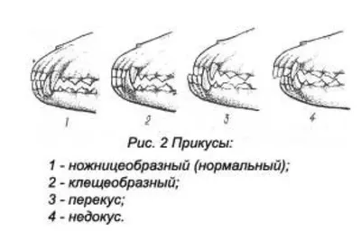 Перекус у собаки фото 