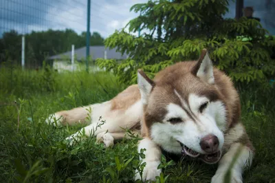 Titbit снеки FRESH (для мелких собак) – купить по низкой цене в Москве |  Интернет-магазин «ТОТО»