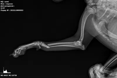 Лечение переломов лап, хвоста у кошек - ЗооПорт