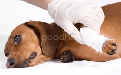 Перелом лапы у собаки, симптомы, причины, лечение - ветклиника \"в Добрые  Руки\"
