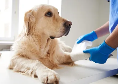 Перелом лапы у собаки: симптомы, лечение и реабилитация | Hill's Pet