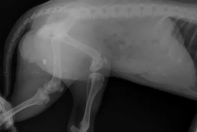 Переломы костей у щенков | Животные | WB Guru