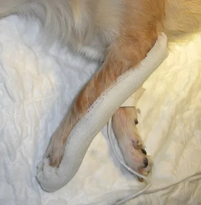 Перелом предплечья у миниатюрных пород собак - Ветеринарный Центр «Прайд»