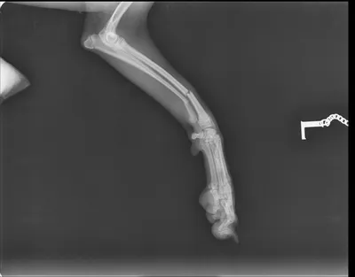 Переломы костей у собак - симптомы и лечение переломов лап, ног, таза,  хвоста, челюсти и бедра