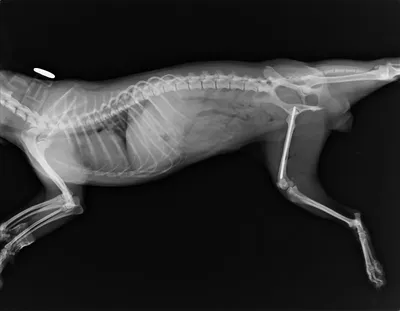 Перелом задней лапы у кошки - симптомы, лечение | Сеть ветеринарных клиник  «Ветус»