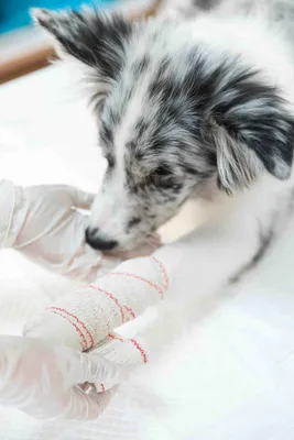 Лечение переломов у собак в ветклинике ЗооПорт