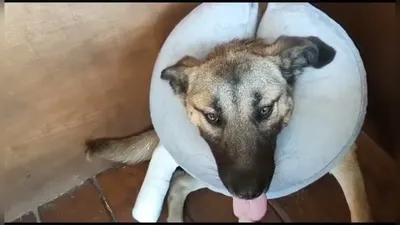 Перелом лапы у собаки — Ветеринарные центры малотравматичной хирургии и  комплексного восстановления Лебеди